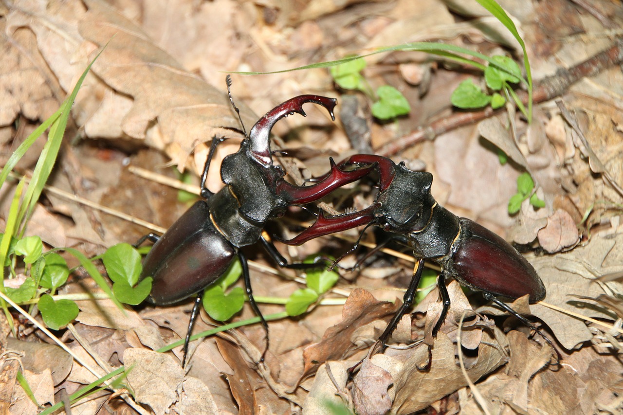 beetles cervus fighting free photo