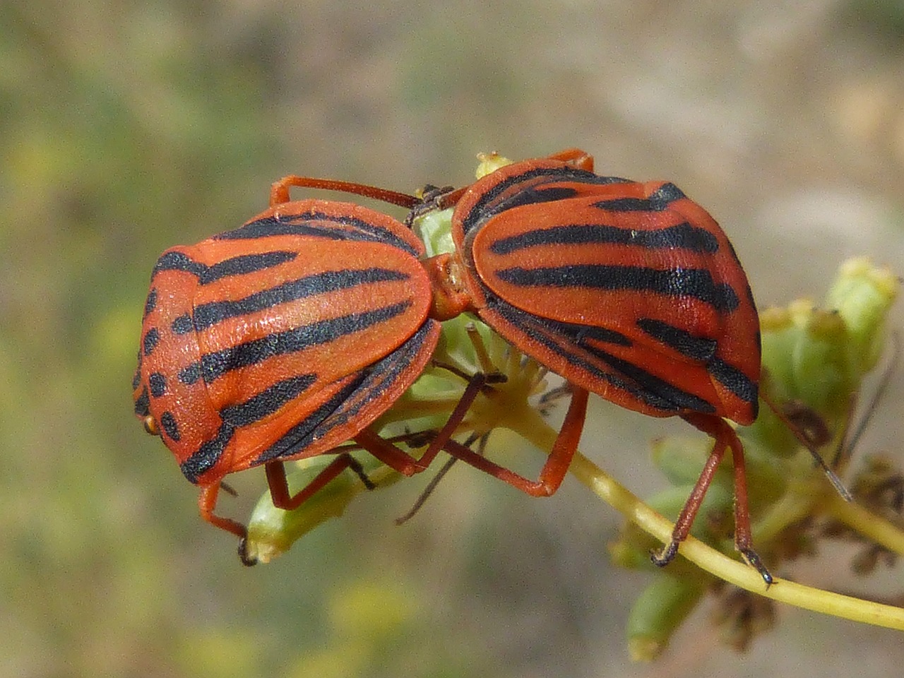 beetles bugs reproduction free photo