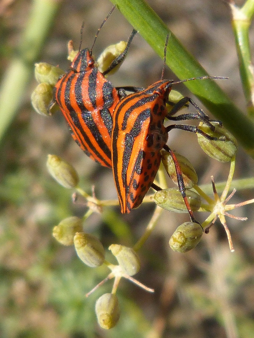 beetles bugs couple free photo