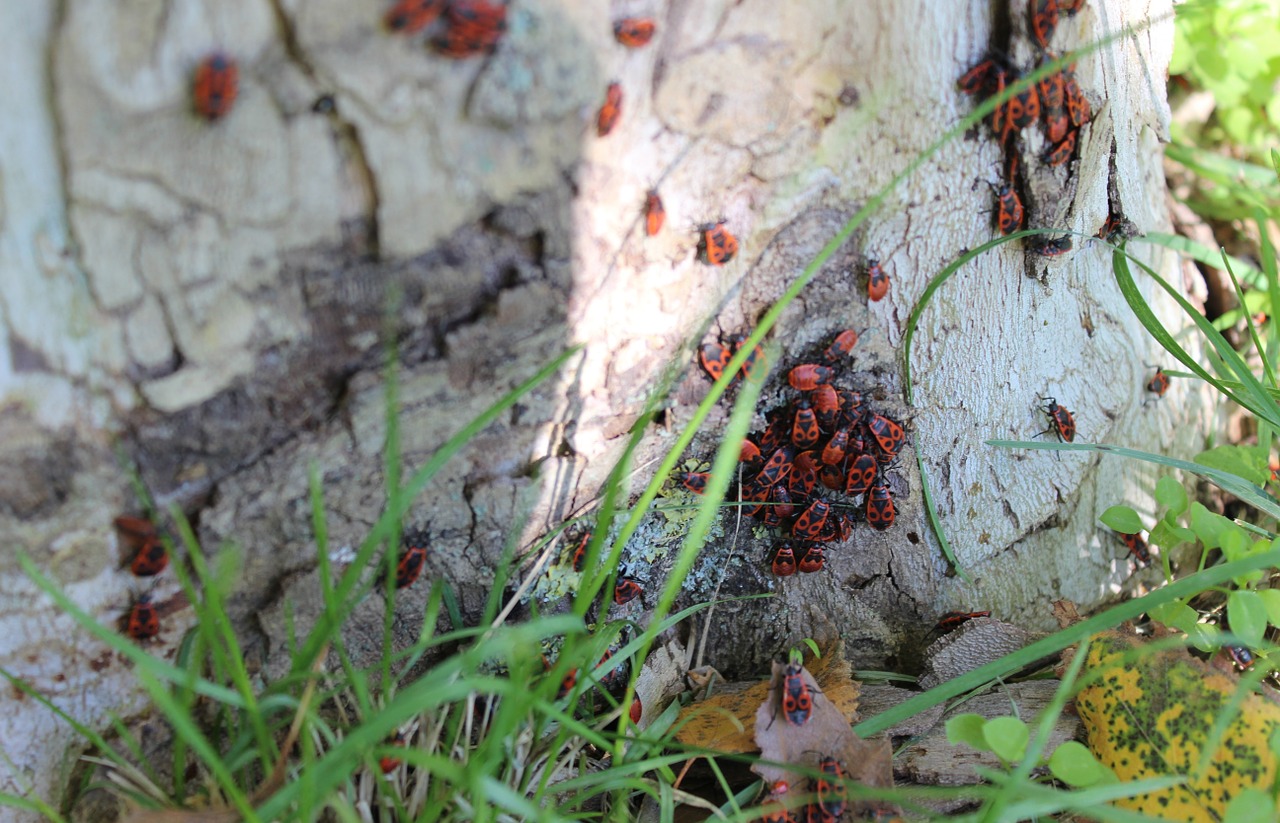 beetles tree insects free photo