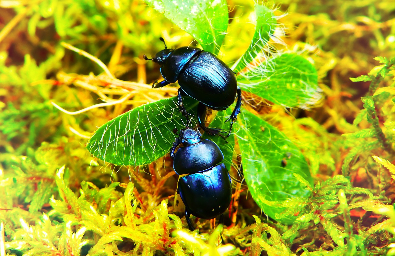 beetles forest  insects  plant free photo