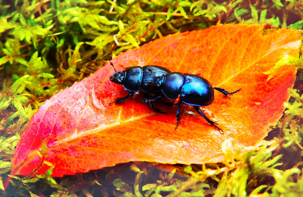 beetles forest  insects  leaf free photo