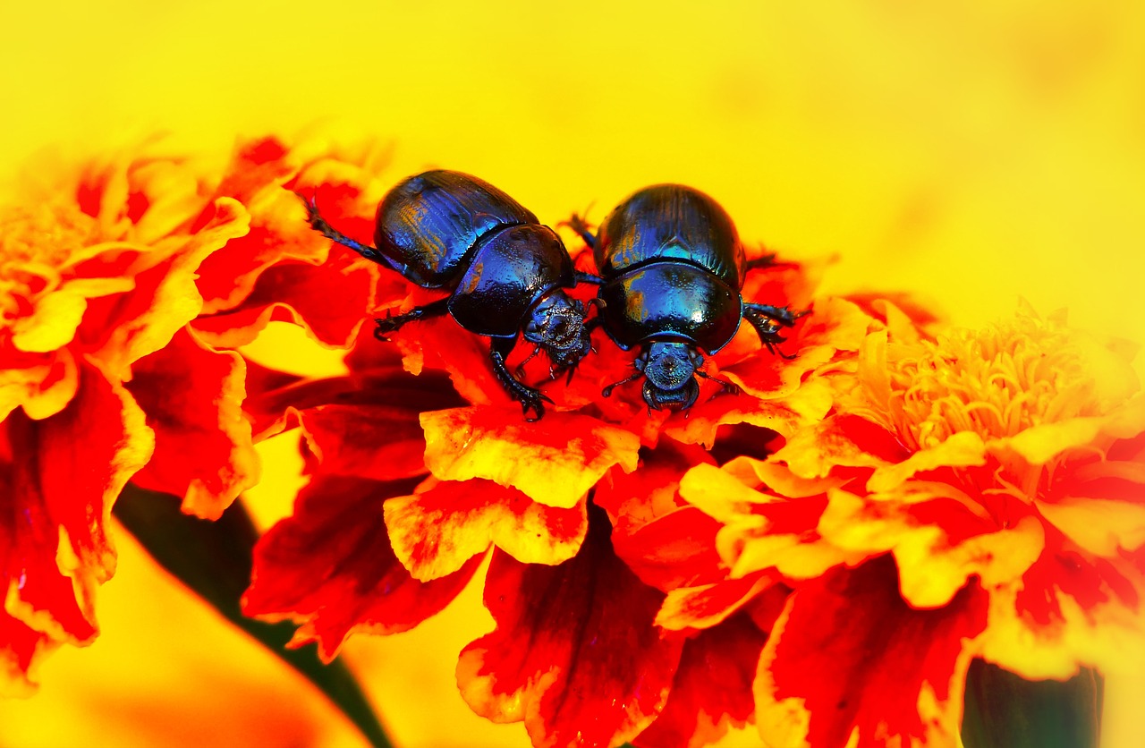 beetles forest  the beetles  flower free photo