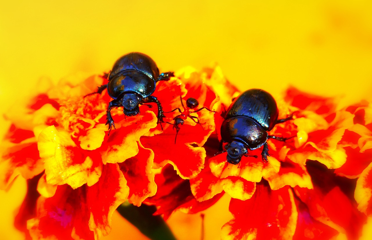 beetles forest  the beetles  ant red free photo