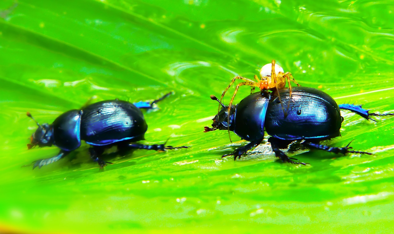 beetles forest  arachnid  victim free photo