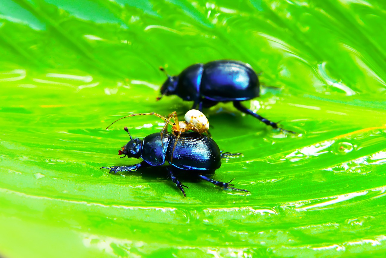 beetles forest  arachnid  victim free photo