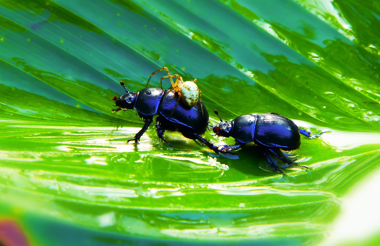 beetles forest  arachnid  victim free photo