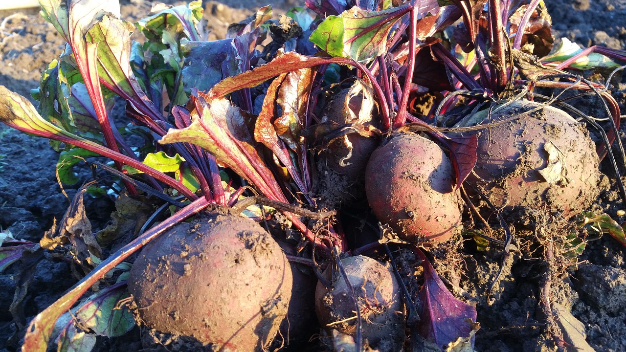 beetroot allotment growing free photo
