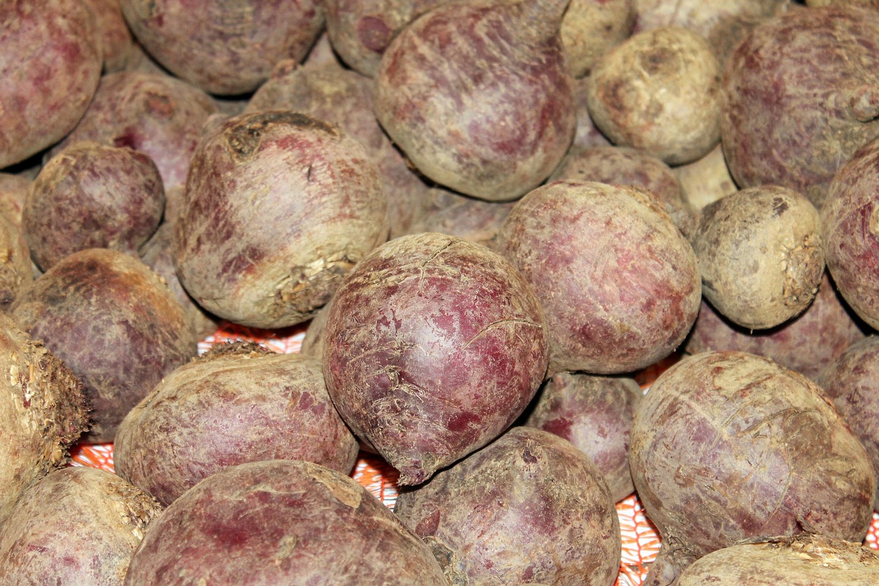 beetroot turnip beet free photo