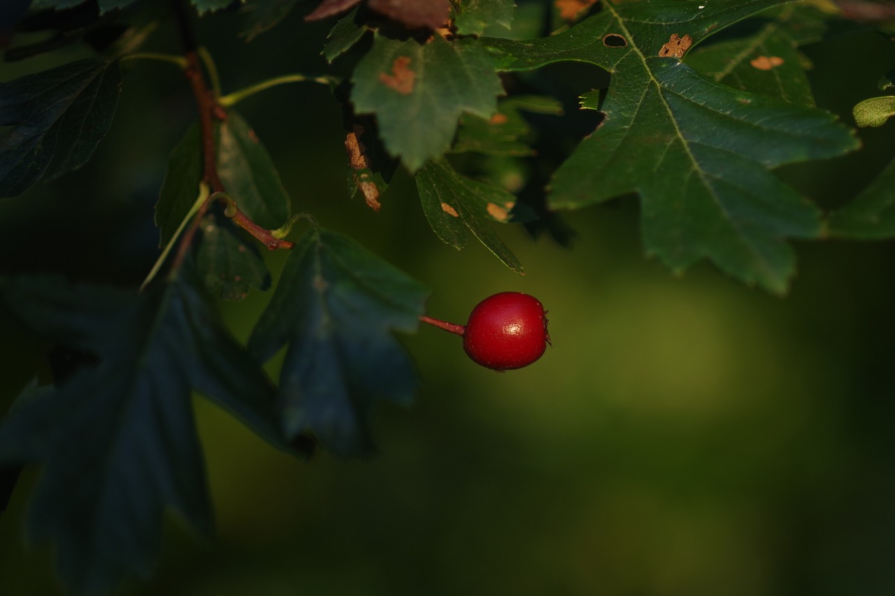 beetroot fruit nature free photo