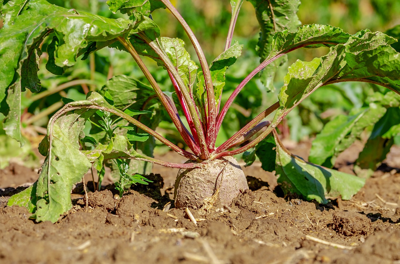 beetroot  vegetables  plant free photo