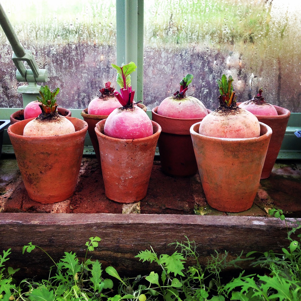 beetroot greenhouse garden free photo