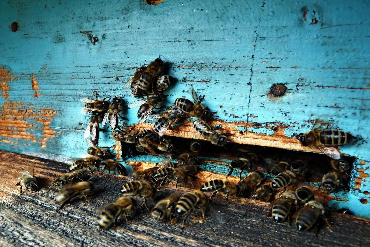 beeyard bees insects free photo