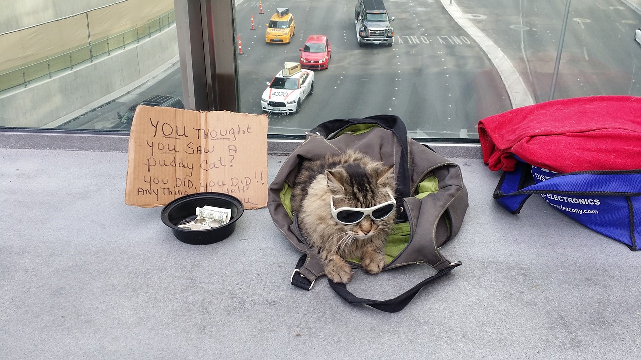 begging cat vegas free photo