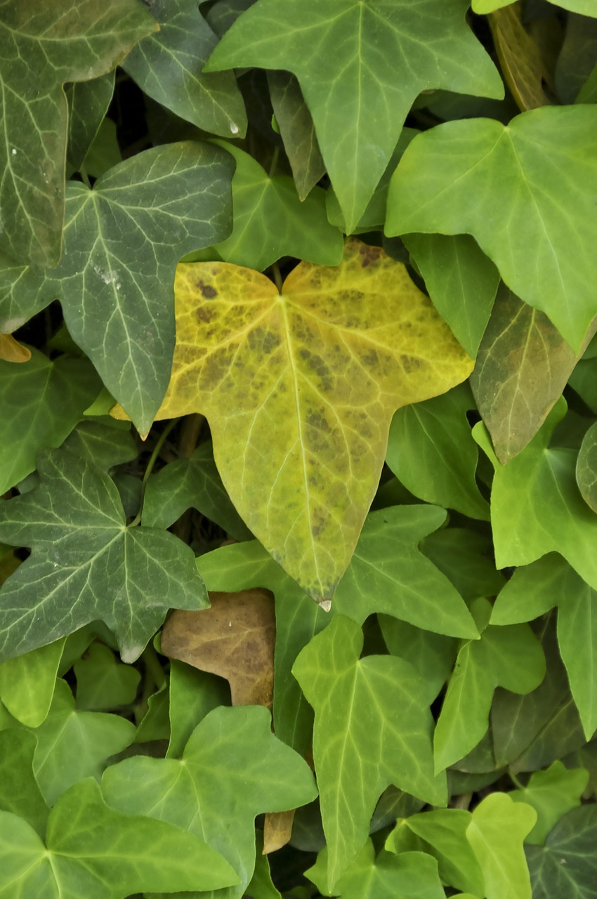 beginning of fall leaves leaves background free photo