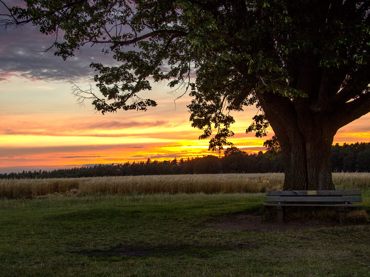 beginning of summer sunset tree free photo