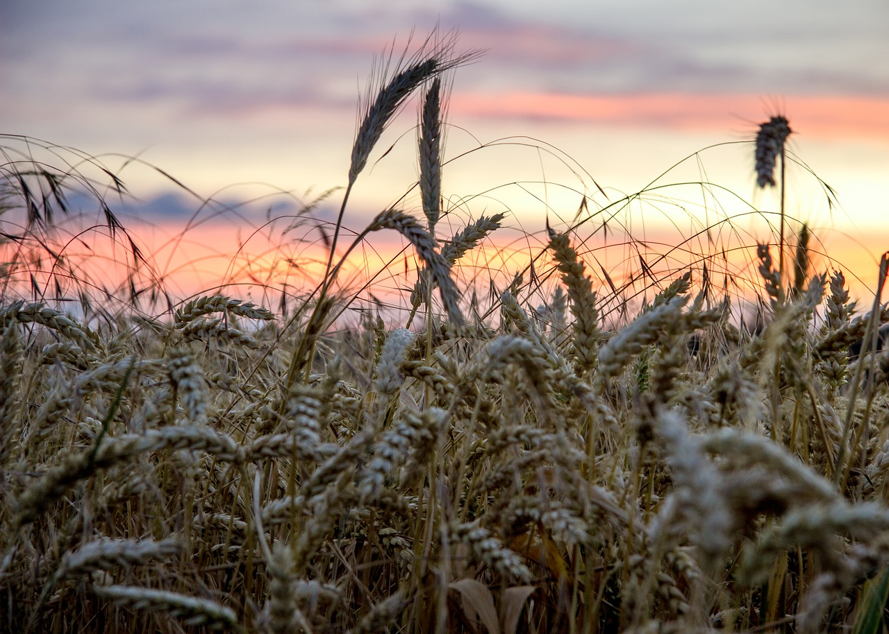 beginning of summer cornfield sunset free photo