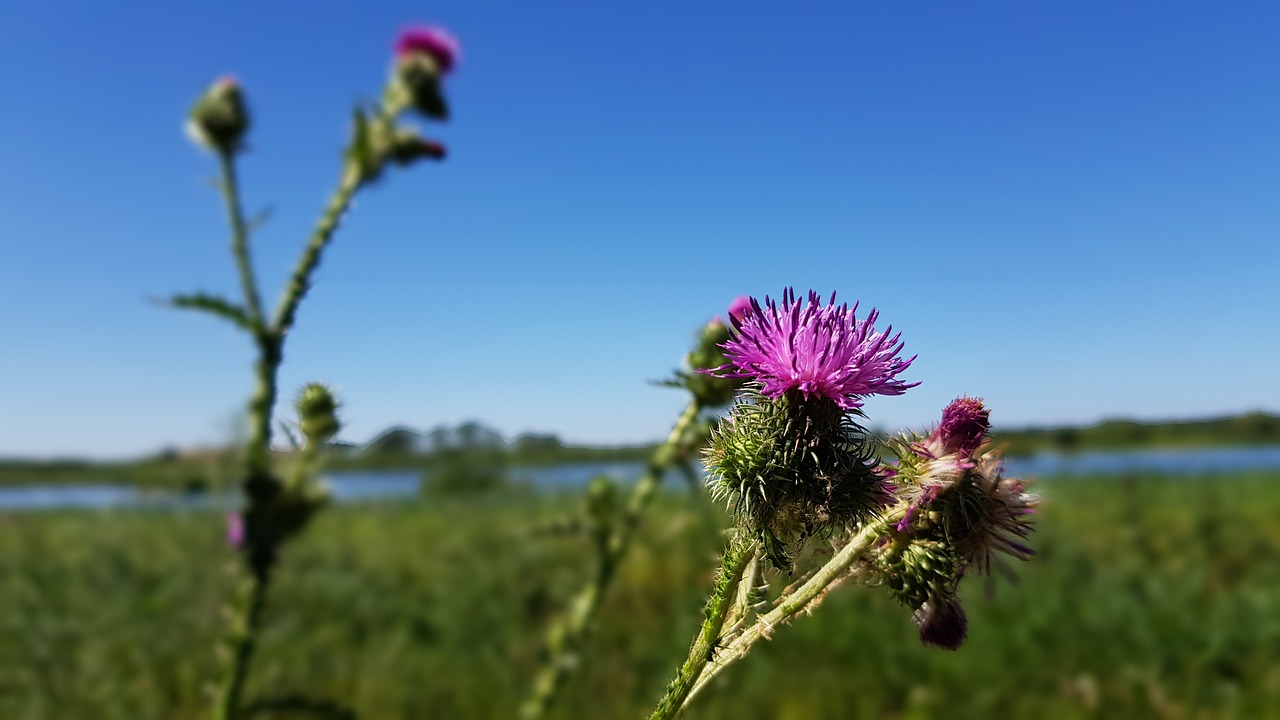 beginning of summer  breathe  color free photo