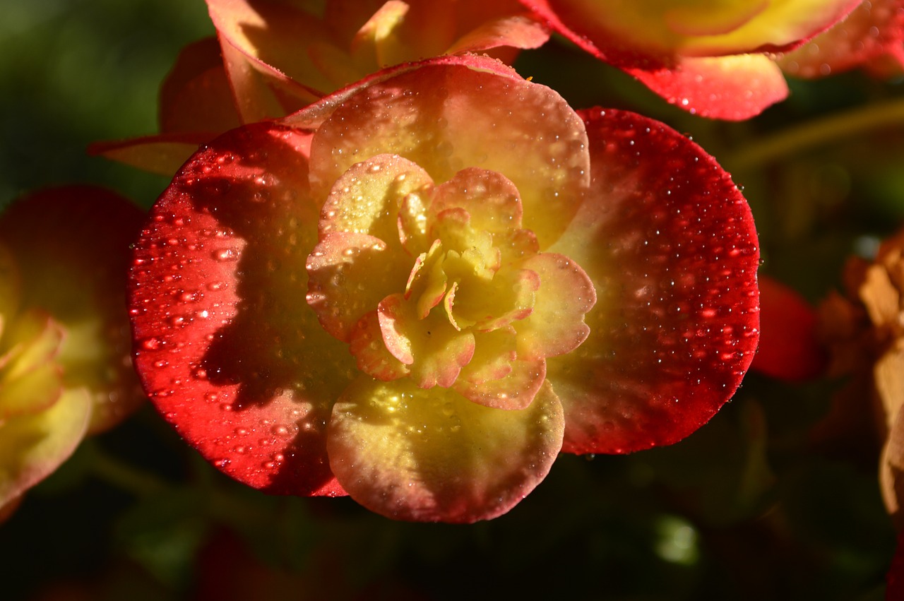 begonia flower red free photo