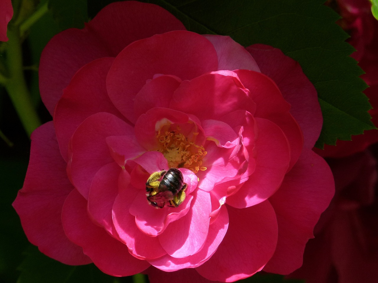 begonia insect flower free photo