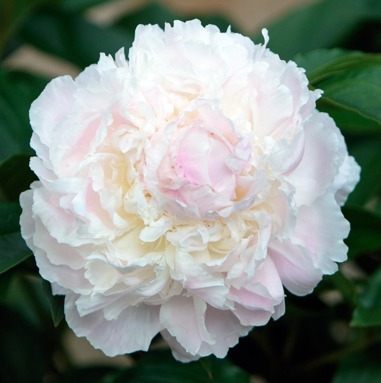 begonia flower close-up free photo