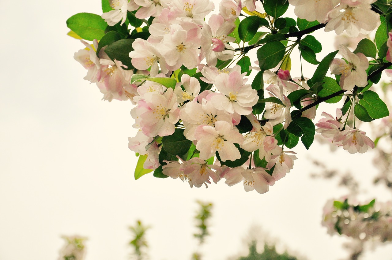 begonia spring flower free photo