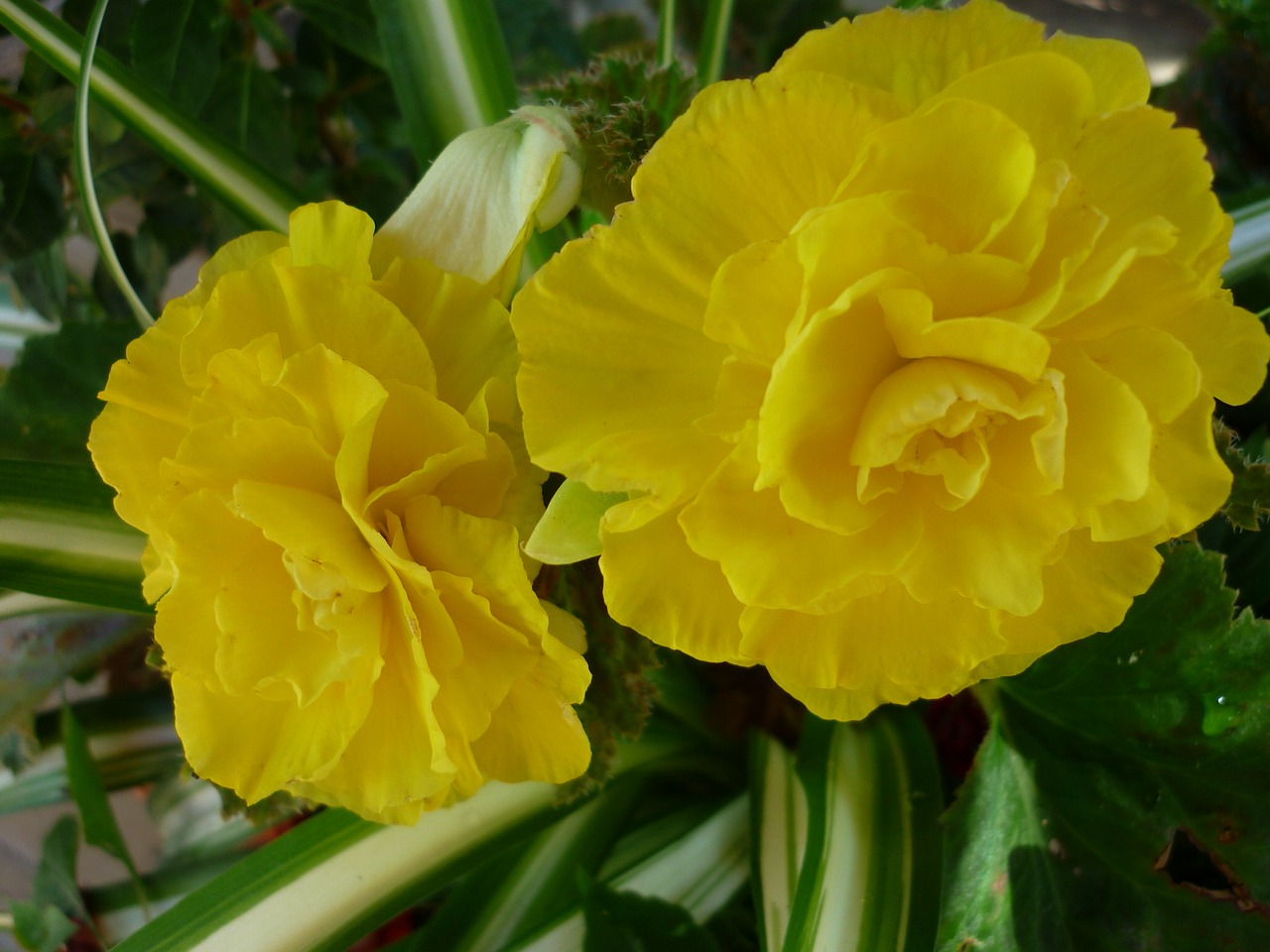 begonia flower yellow free photo