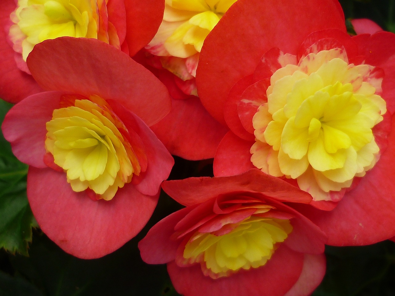 begonia flower red free photo