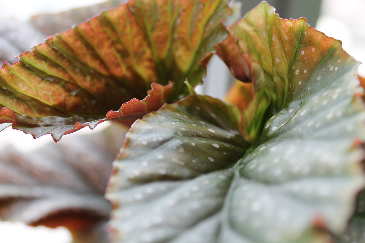 begonia leaf leaves free photo