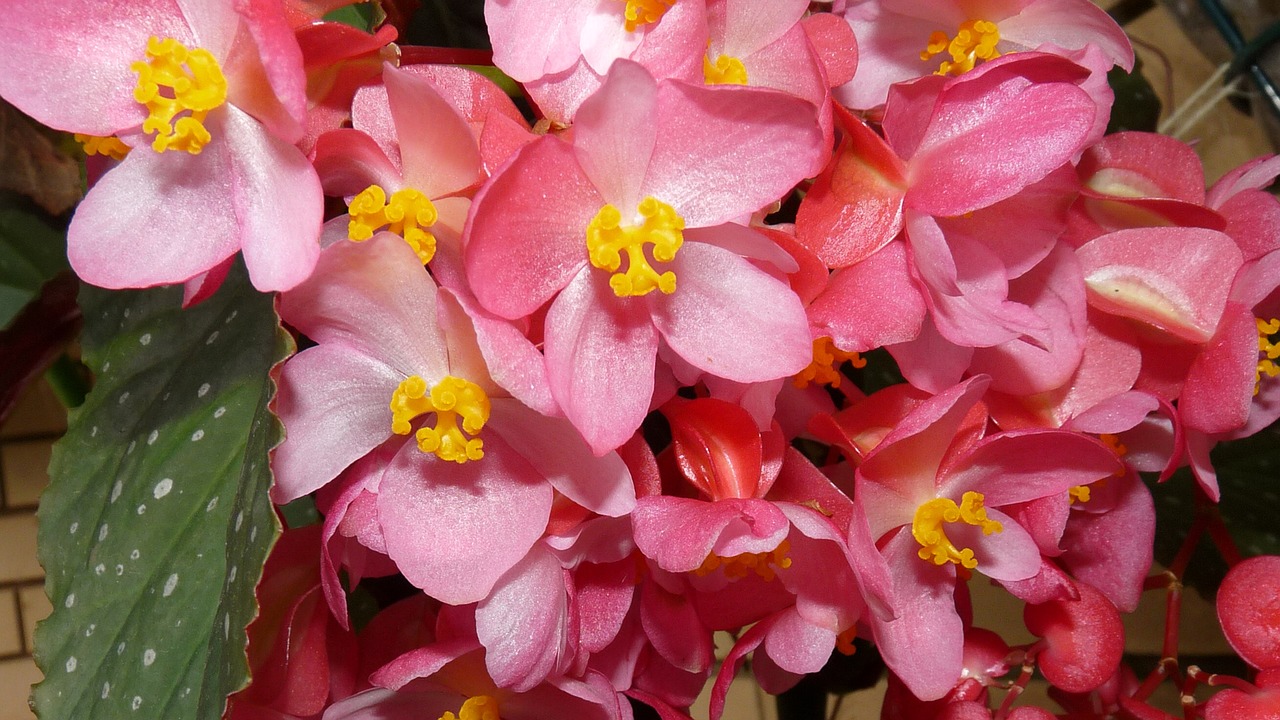 begonia pink bloom free photo