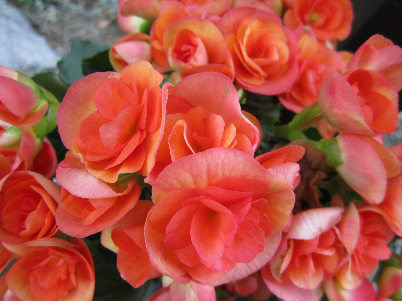 begonia flower blossom free photo