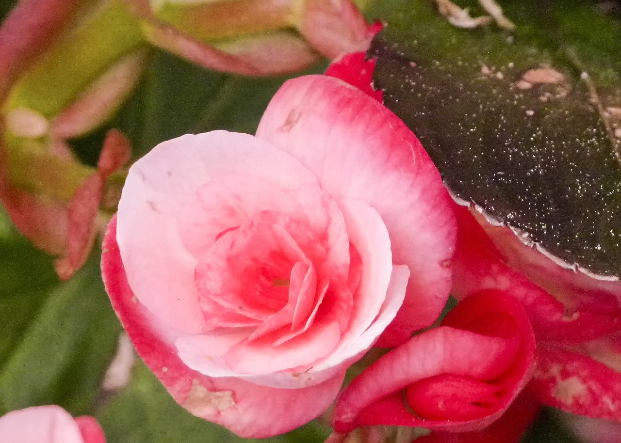 begonia flower pink free photo