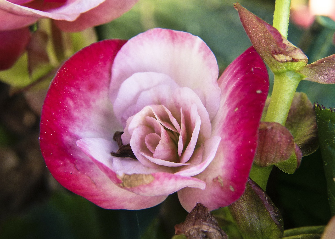 begonia flower pink free photo