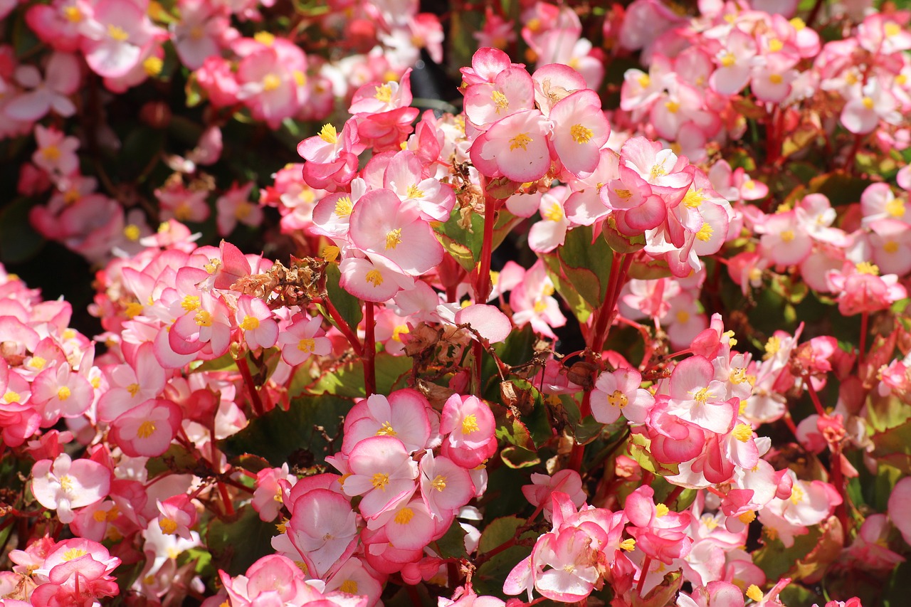 begonia  flowers  tiny flowers free photo