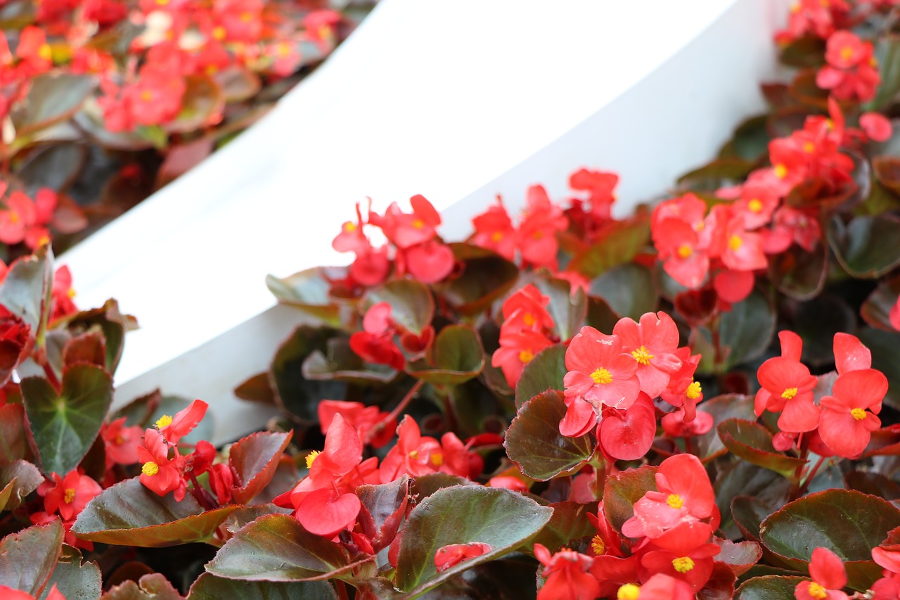 begonia  shiny  flora free photo