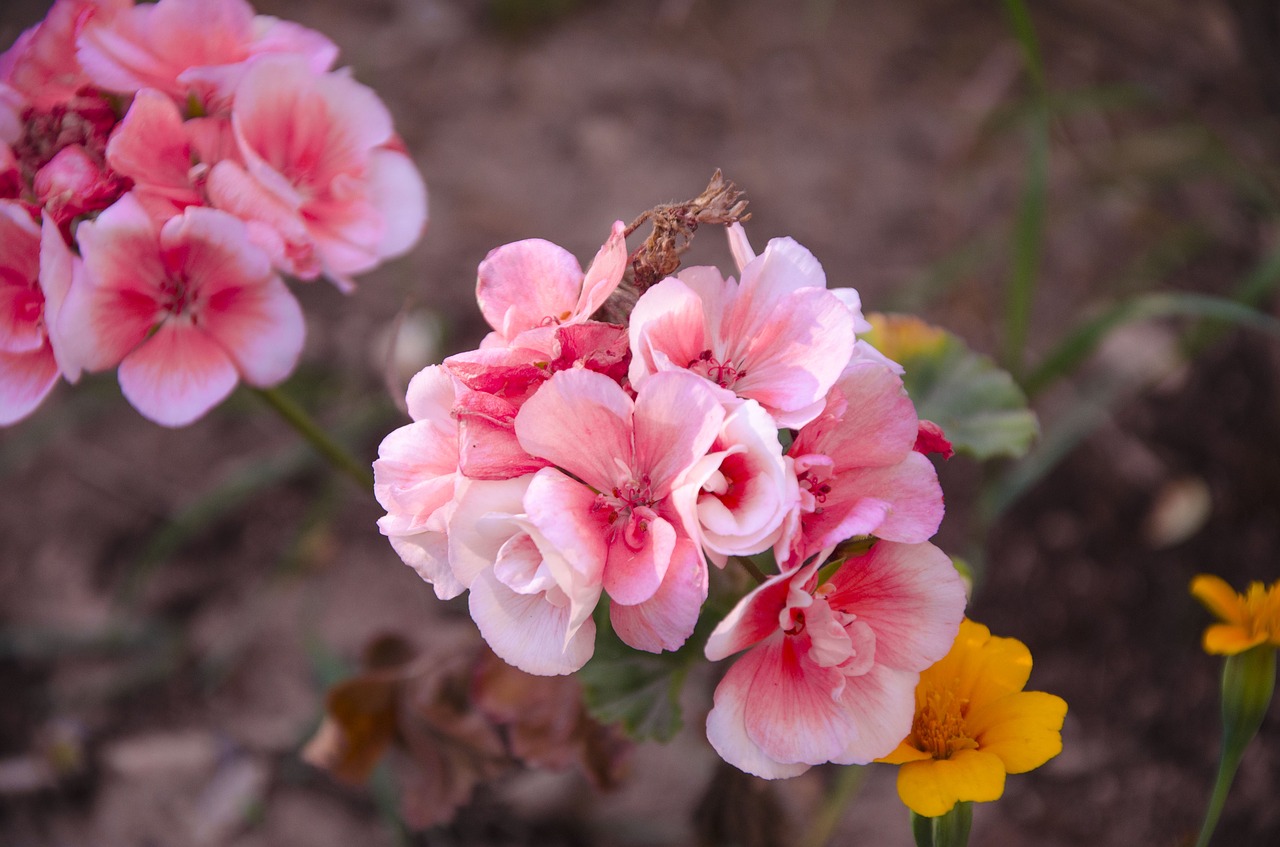 begonia  flowers  garden free photo