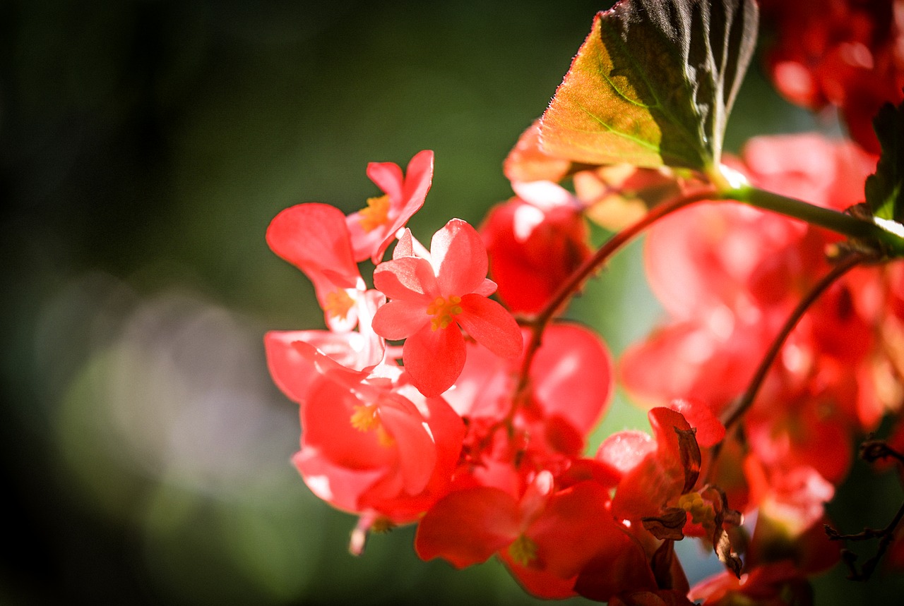 begonia  flower  summer free photo