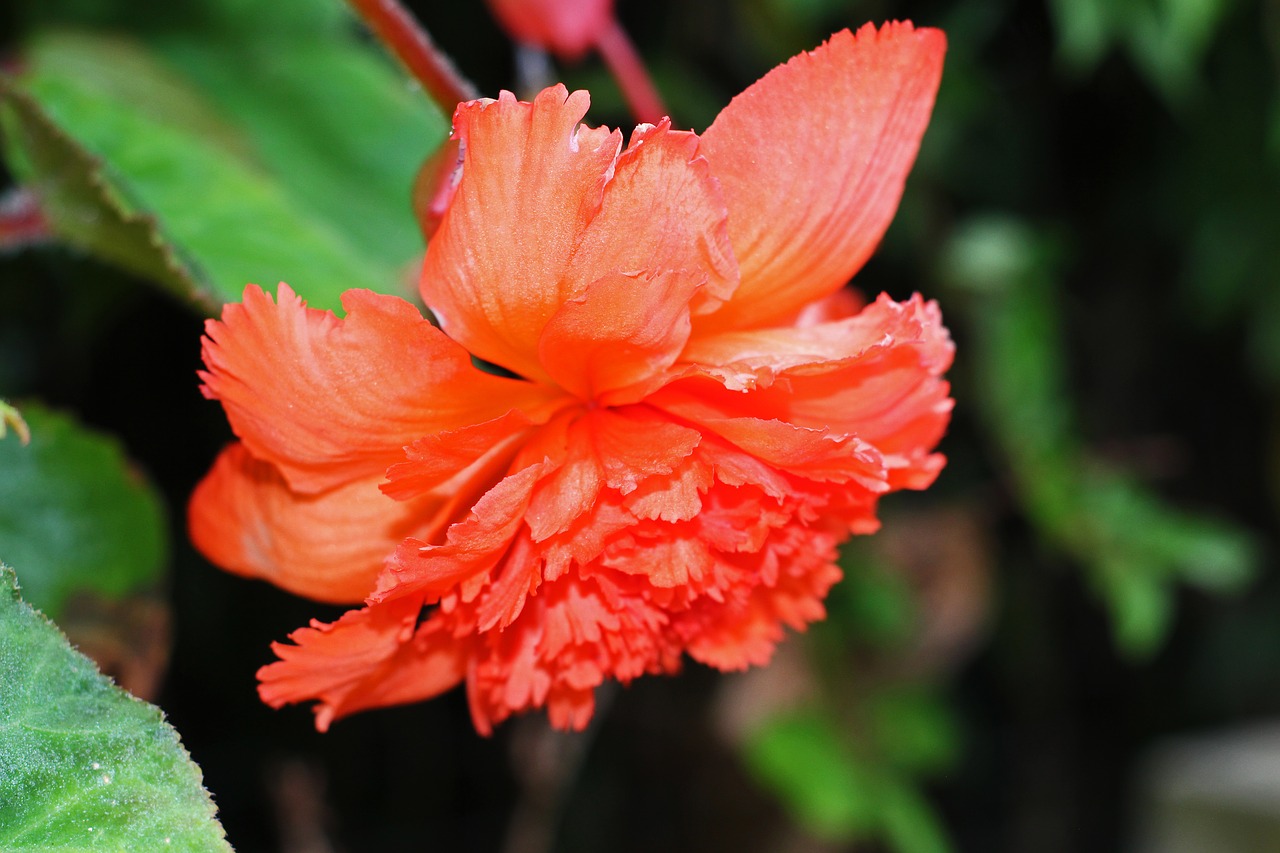 begonia  summer flower  blossom free photo