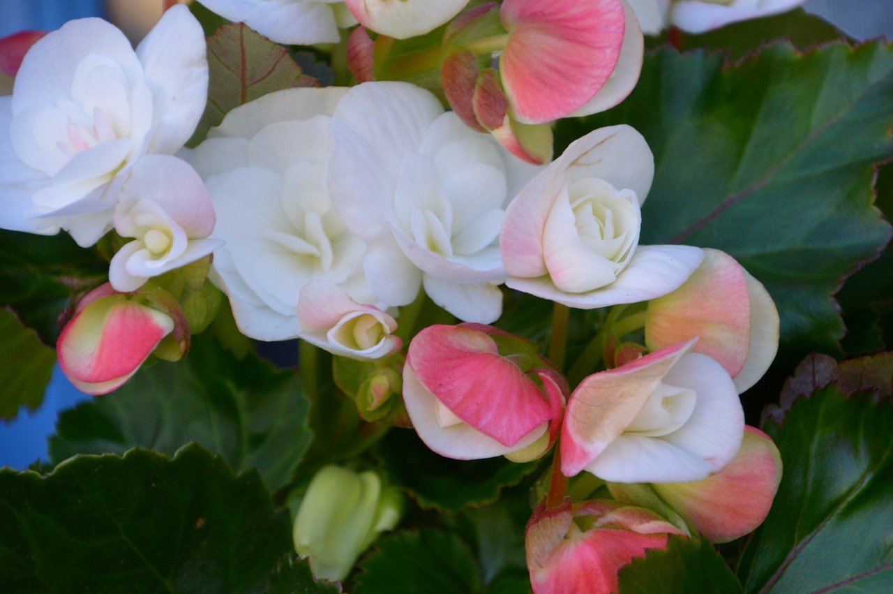 begonia  flower  nature free photo