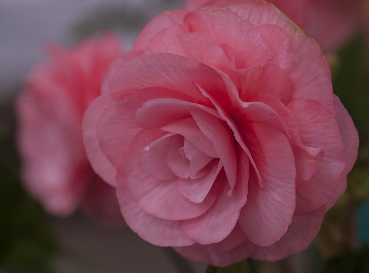 begonia pink flower free photo