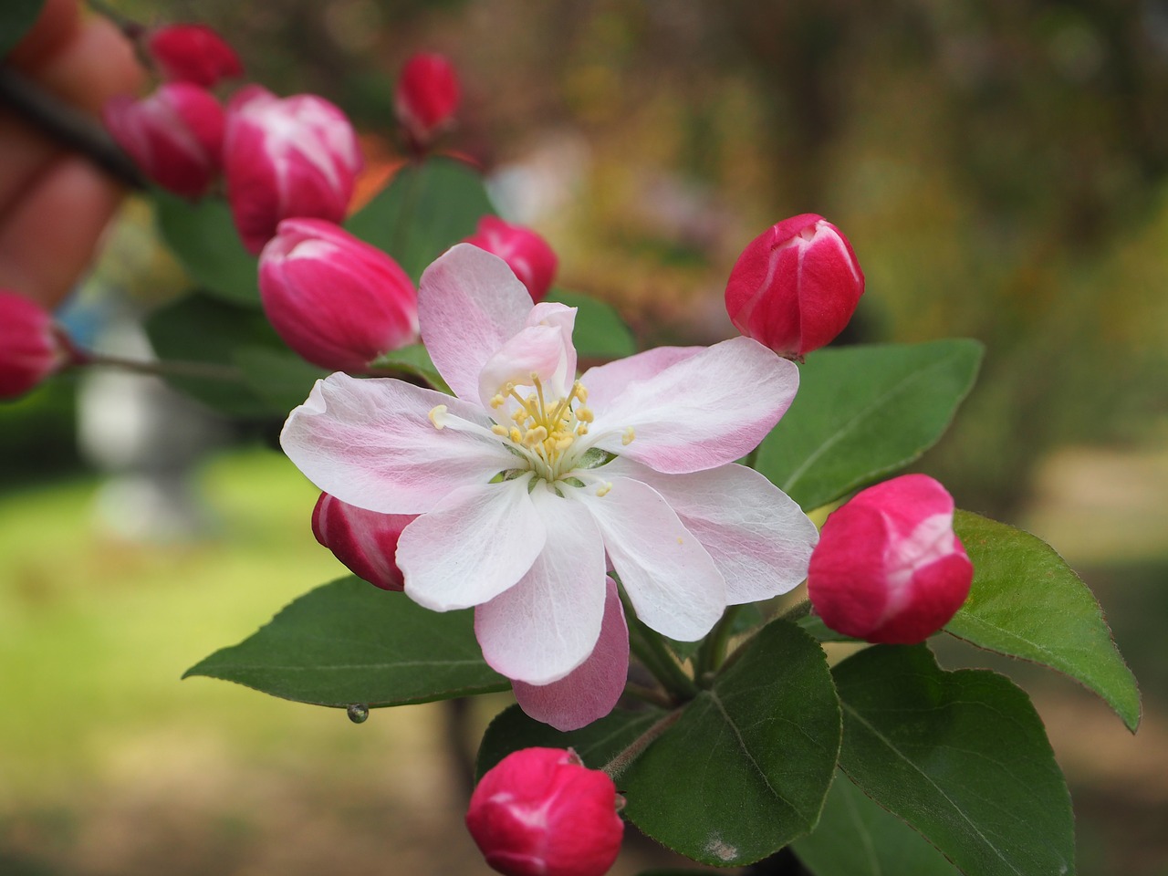 begonia flower spring campus free photo