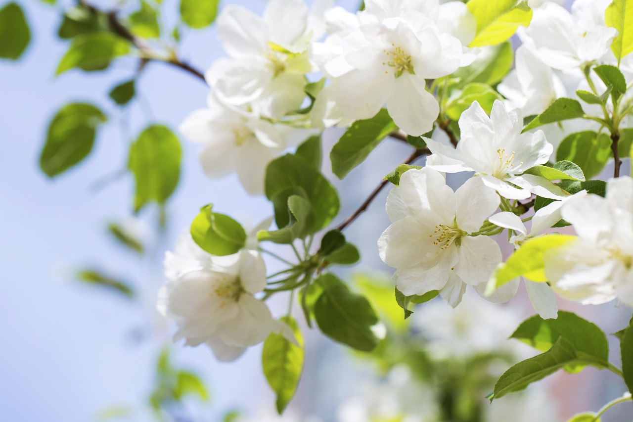 begonia flower spring spring day free photo