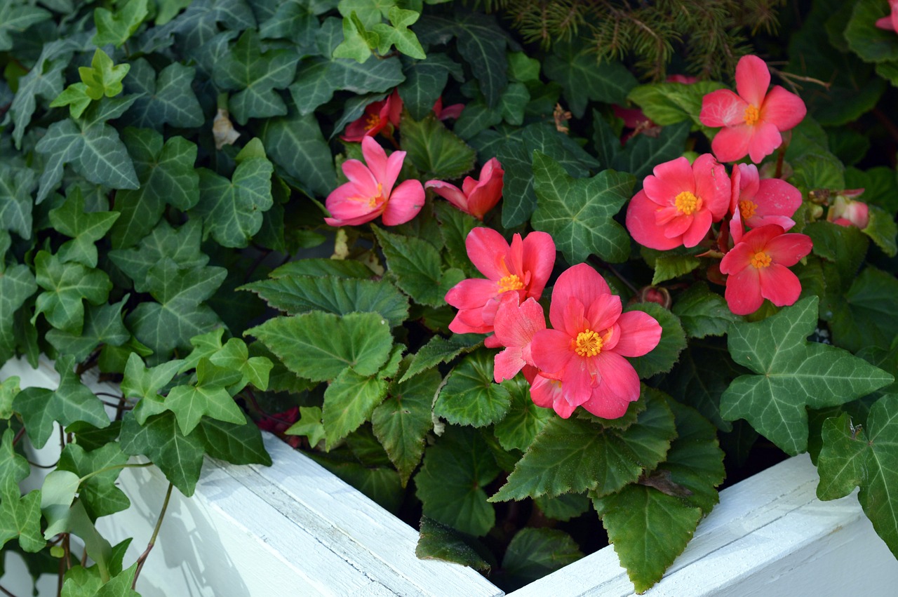 begonia tuber begonia pink begonia flowers free photo