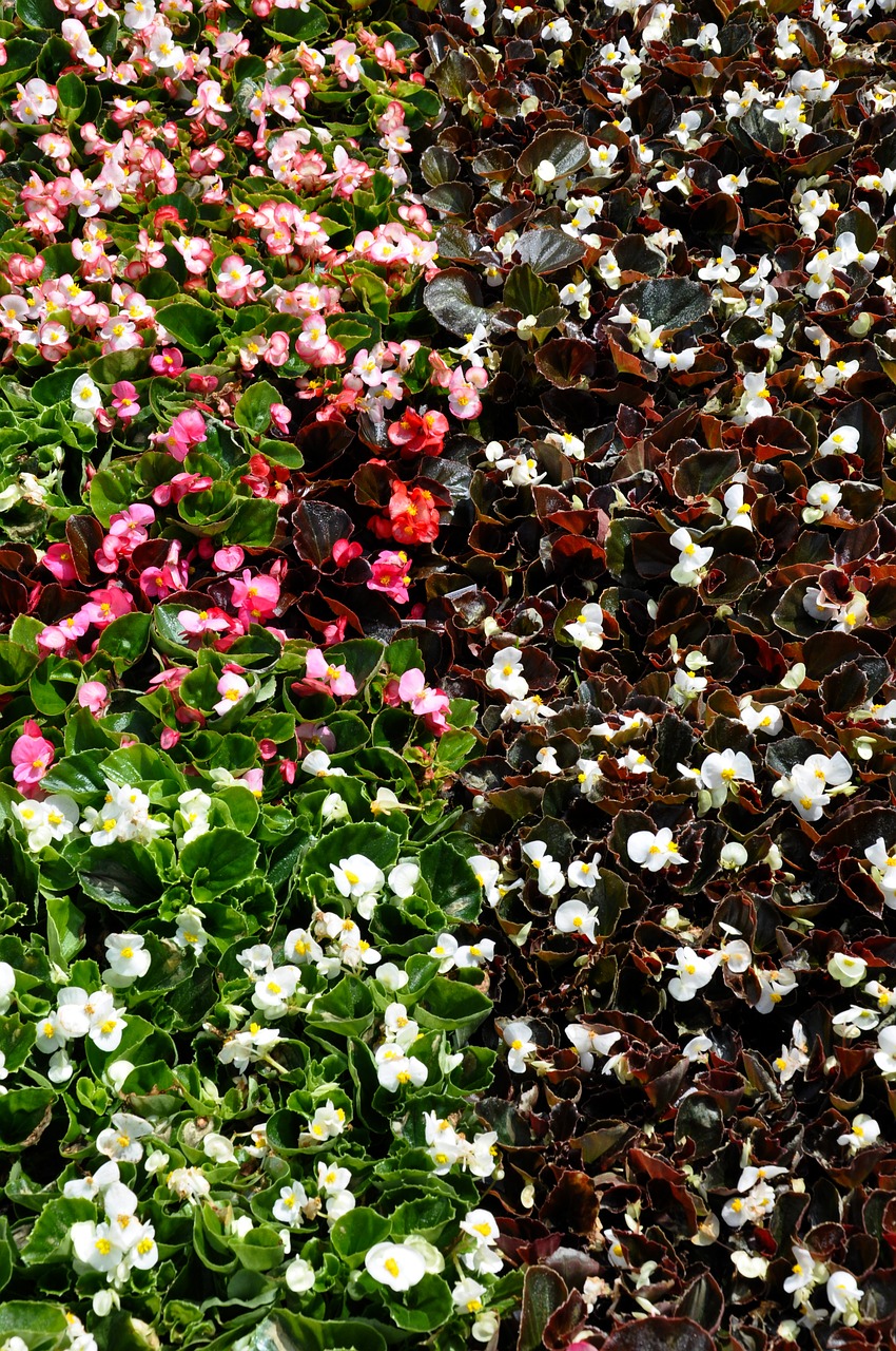 begonias shade blossom free photo
