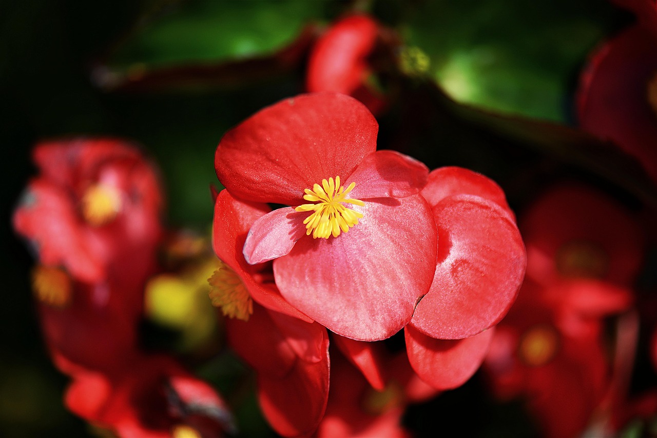 begonias blossom bloom free photo