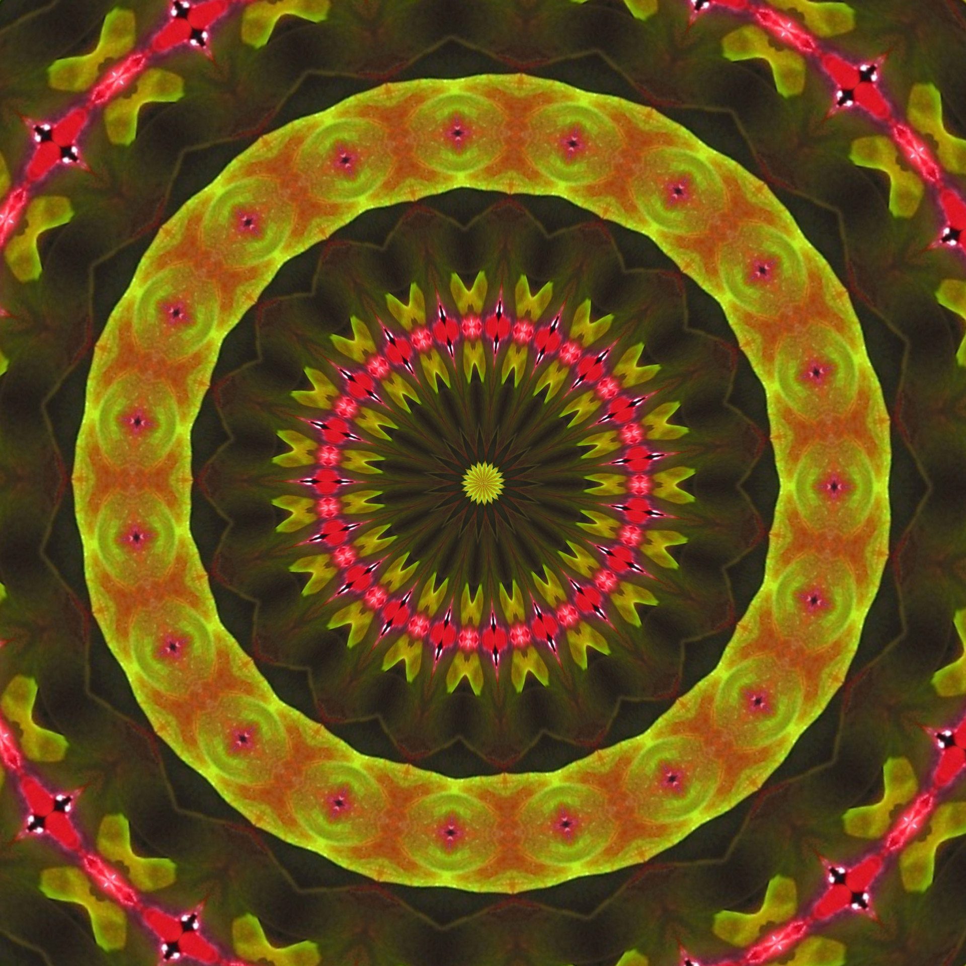 begonia kaleidoscope pattern free photo