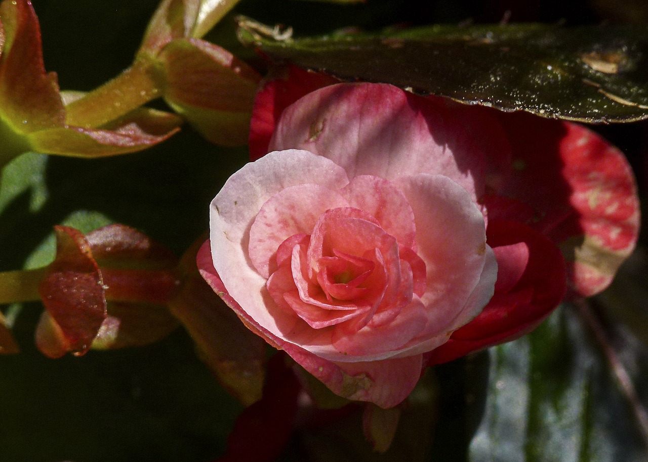 begonie garden flower free photo