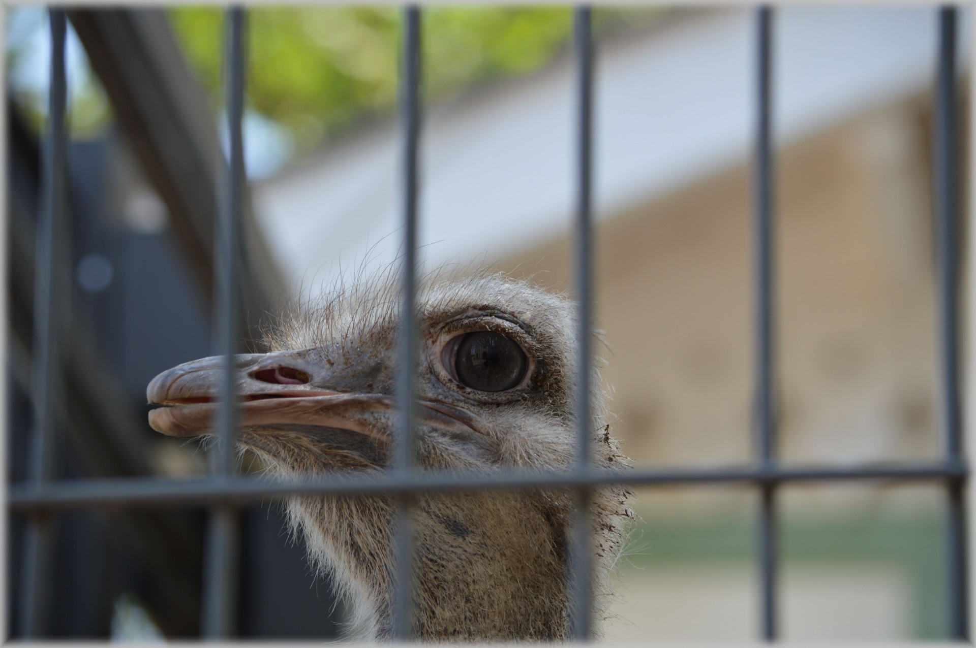 ostrich animal nature free photo