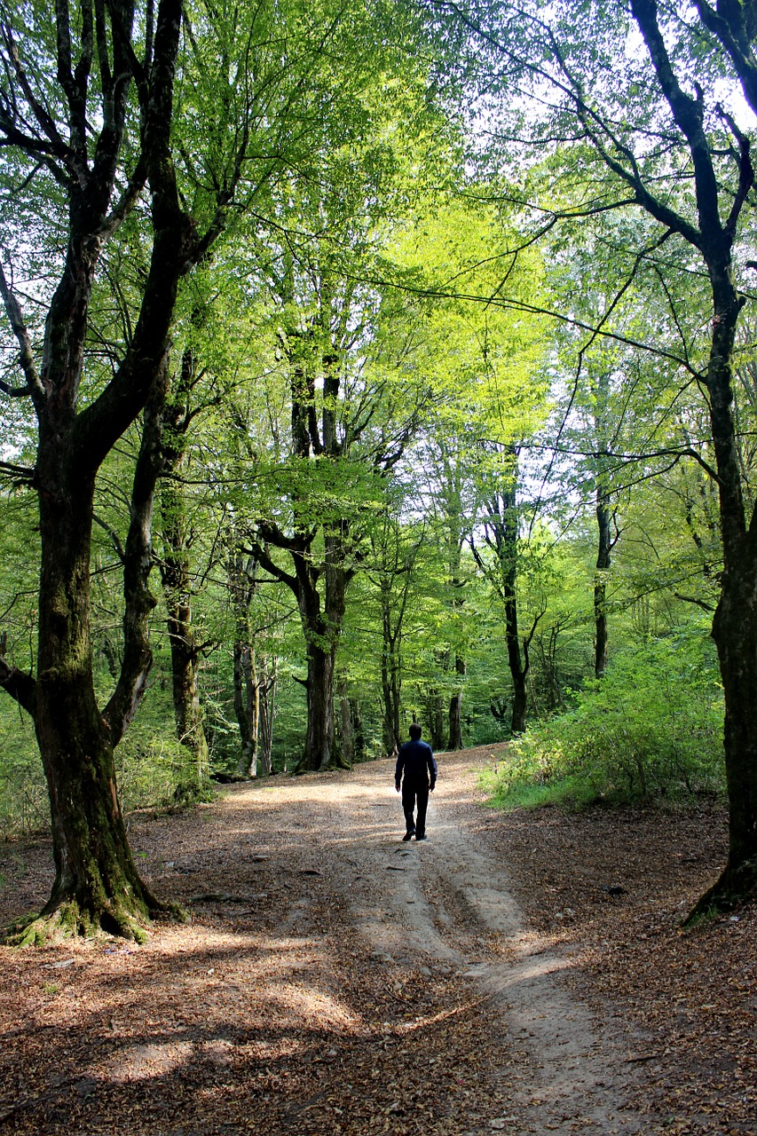 forest behshahr iran free photo