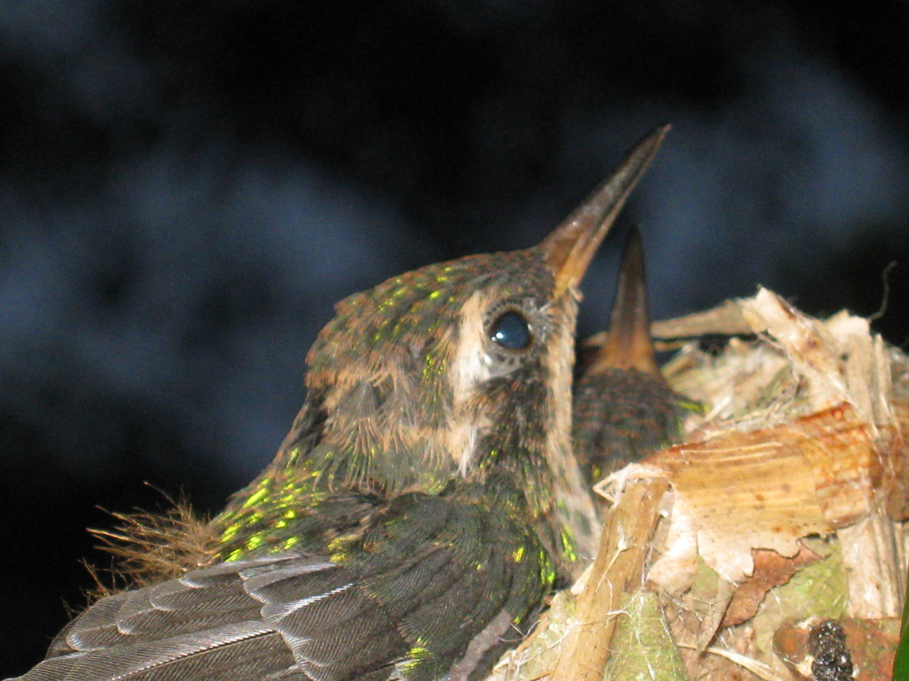 hummingbird two chicks free photo